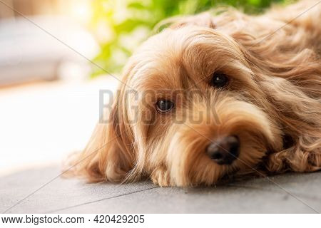 Puppy Cockapoo Dog (mixed Breed With Cute Cocker Spaniel + Poodle) Pet Health Care Animal Concept, O