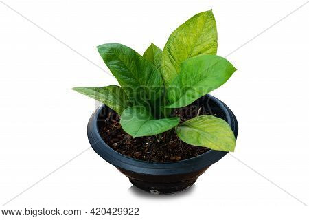 Beautiful Anthurium Jenmanii Sp. In A Black Plastic Pot. Green Ornamental Lucky Plant For Decoration