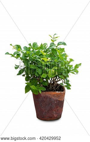 Beautiful Fresh Green Arabian Jasmine Tree ( Jasminum Sambac (l.) Aiton ) Full Bloom In Terracotta P