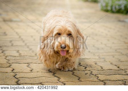 Cockapoo Dog Running Exercise On Block Brick. Puppy English Cockapoo Or Adorable Cockerpoo Is Mixed 