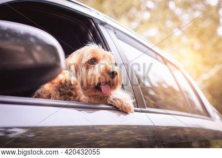 Cute Dog Sit In Car On Front Seat. Portrait Hairy Adorable Cockapoo Breeding Mixed (american Cocker 