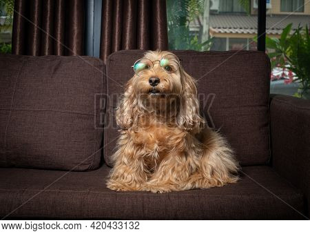 Puppy Cockapoo English Dog ( Mixed Breed With Cute American Cocker Spaniel And Poodle ) Pet Health C