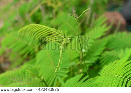 Climbing Wattle, In Thailand The Feathery Shoots Of Acacia Pennata (cha Om) Are Used In Soups, Curri