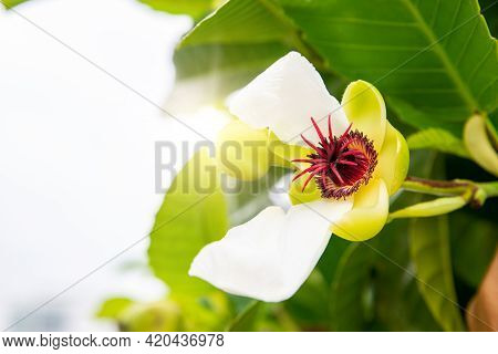 Dillenia Flower Or Simpor ( Dillenia Suffruticosa ) On Blurred Greenery Background In Garden. Green 