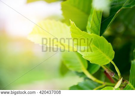 Dillenia Or Simpor ( Dillenia Suffruticosa ) On Blurred Greenery Background In Garden. Green Leaves 