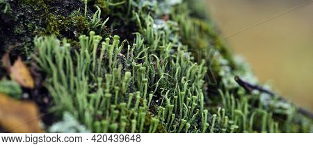 Lichen Cladonia Coniocraea And Moss On Tree Bark In Autumn Forest.