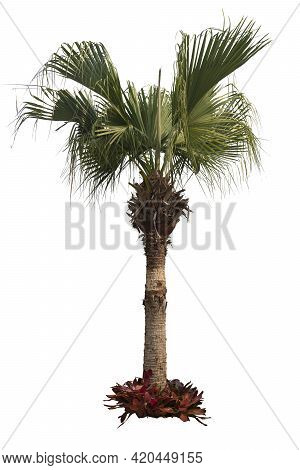 Talipot Palm Tree With Bromeliad On The Ground. On Isolated White Background With Clipping Path.