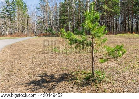 Pine Sapling Grow In A Forest Glade In Summer. Young Pine Trees Grow In The Forest.