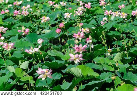 Many Vivid Pink And White Water Lily Flowers (nymphaeaceae) In Full Bloom And Green Leaves On A Wate