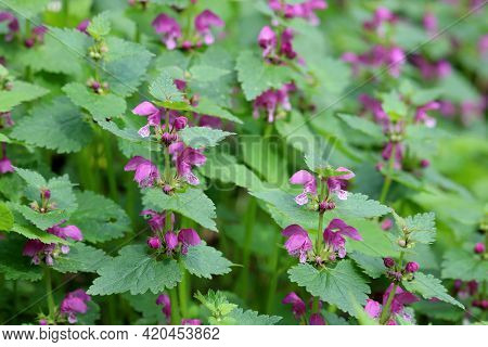 Deaf Nettle Blooming In A Forest, Lamium Purpureum. Spring Purple Flowers With Leaves