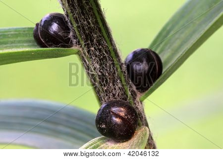 Lily Bulbils