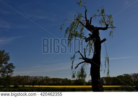 Arborist Work On The Crown Of The Site, Where The Size Of The Crown Of The Weeping Willow Is Reduced