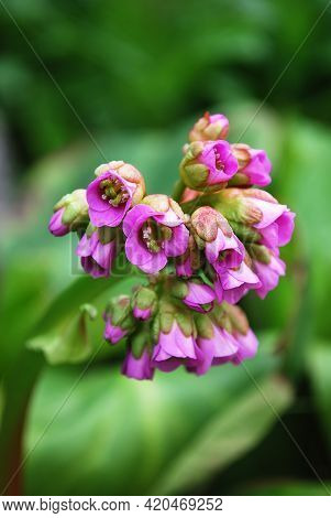 Delicate Pink Badan Bells Among Green Leaves