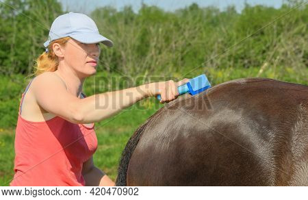 Caucasian Woman Is Holding A Sweat Scraper In Her Hand And Drying Her Bay Horse In Outdoors.
