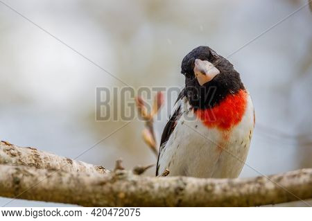 Rose-breasted Grosbeak (pheucticus Ludovicianus) Also Known As A Cut-throat, Perched On A Tree Branc