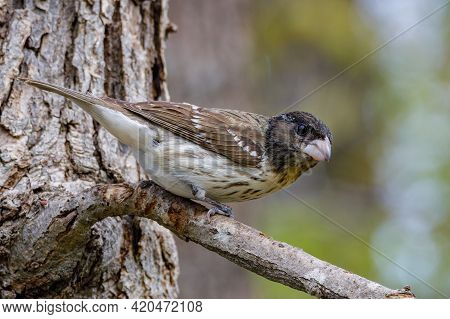 Close Up Of A Female Rose-breasted Grosbeak (pheucticus Ludovicianus) Also Known As A Cut-throat, Pe