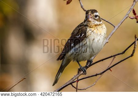 Close Up Of A Female Rose-breasted Grosbeak (pheucticus Ludovicianus) Also Known As A Cut-throat, Pe