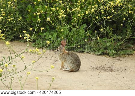 A Small Desert Cottontail Rabbit With Ticks On Its Ears, In Carpinteria, Santa Barbara County, Calif