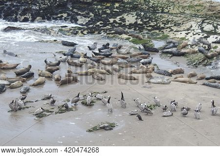 Harbor Seals, Brown Pelicans, And Cormorants Hanging Out On The Beach In Carpinteria, Santa Barbara,