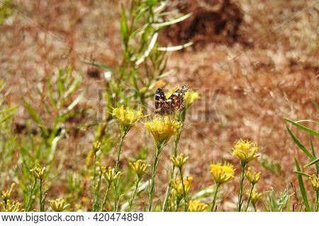A Painted Lady Butterfly Gathering Nectar From Rabbitbrush Blossoms In The Los Padres National Fores