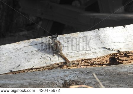 A Lodgepole Chipmunk Enjoying A Beautiful Day In The Los Padres National Forest, Ventura County, Cal