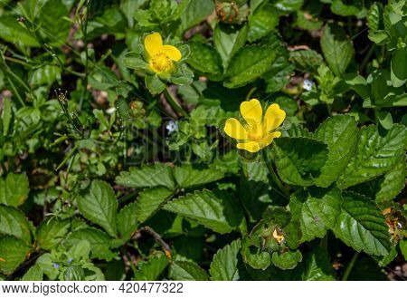 Duchesnea Or Potentilla Indica Or Mock Or False Strawberry Or Indian-strawberry Bright Yellow Flower