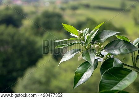 Orange Tree White Fragrant Buds And Dark Green Foliage On The Blurred Spring Background. Neroli Blos