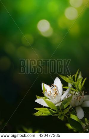 White Orange Tree Flower And Leaves In The Corner Of The Long Horizontal Bokeh Background. Neroli Bl