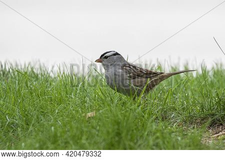 The White-crowned Sparrow  (zonotrichia Leucophrys) Is A Species  Bird Native To North America.