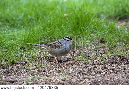 The White-crowned Sparrow  (zonotrichia Leucophrys) Is A Species  Bird Native To North America.