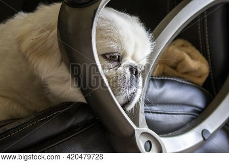 Little White Pekingese Falls Asleep At Chair
