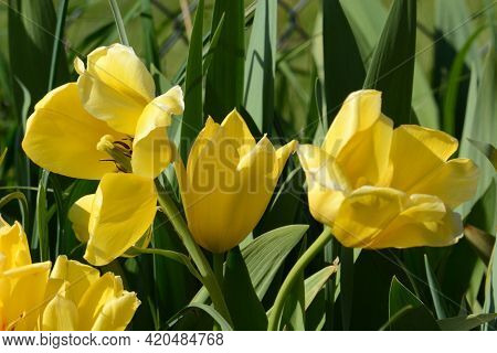 Yellow Tulips Blooming In Springtime Garden Among Green Leaves
