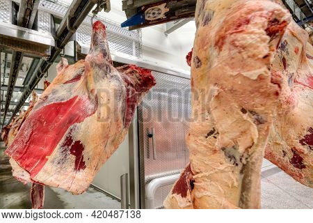 Chopped Beef Carcasses. Large Chunks Of Cow Carcasses Hang From An Overhead Conveyor.