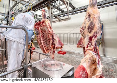Sawing And Boning Of Beef Carcasses. Industrial Meat Processing.