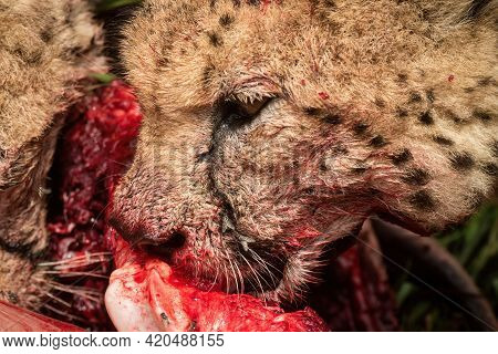 Close-up Of Cheetah Chewing Carcase With Flies