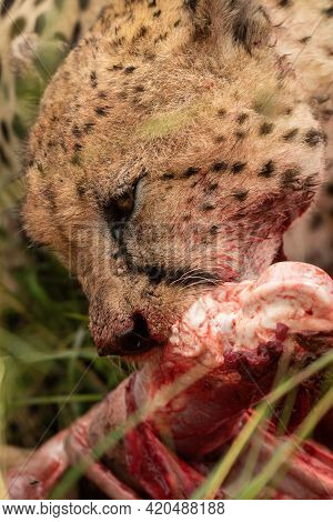 Close-up Of Cheetah Chewing On Bloody Carcase