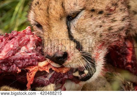 Close Up Of Cheetah Gnawing On Carcase