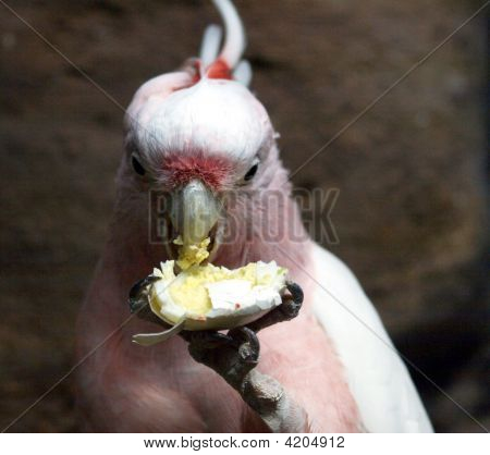 Cacatua colazione