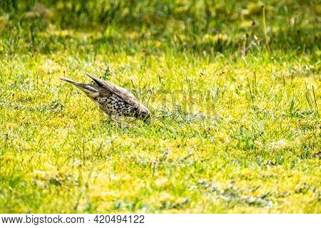 Song Thrush, Turdus Philomelos, Visiting A Garden In Ireland