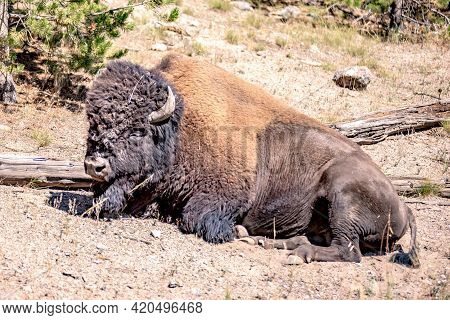 Bison At Yeallowstone National Park In Wyoming