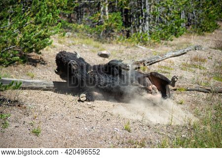 Bison At Yeallowstone National Park In Wyoming