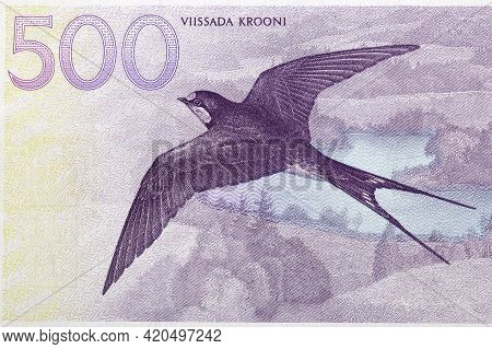 Barn Swallow From Estonian Money - Krooni