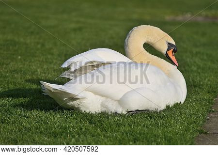 Beautiful Low Ground Closeup View Of Big White Swan (cygnus) Resting In Sunshine On The Lawn Beside 