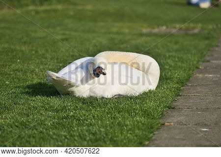 Beautiful Low Ground Closeup View Of Big White Swan (cygnus) Resting In Sunshine On The Lawn Beside 
