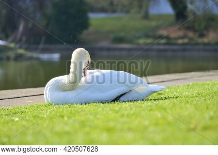 Beautiful Low Ground Closeup View Of Big White Swan (cygnus) Resting In Sunshine On The Lawn Beside 