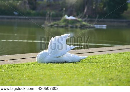 Beautiful Low Ground Closeup View Of Big White Swan (cygnus) Resting In Sunshine On The Lawn Beside 