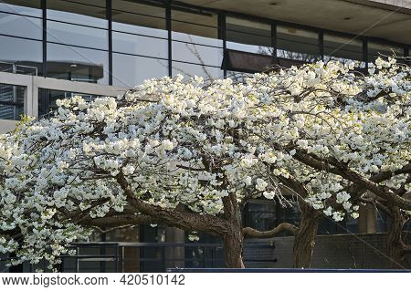 Beautiful Distant View Of Delicate Spring White Cherry (prunus Shogetsu Oku Miyako) Blossom Flowerin