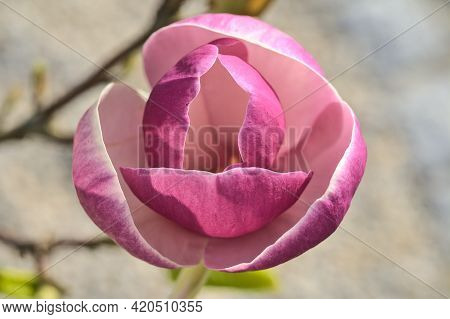 Beautiful Macro View Of Pink Chinese Saucer Magnolia (magnolia Soulangeana) Tree Blossoms Tepals And