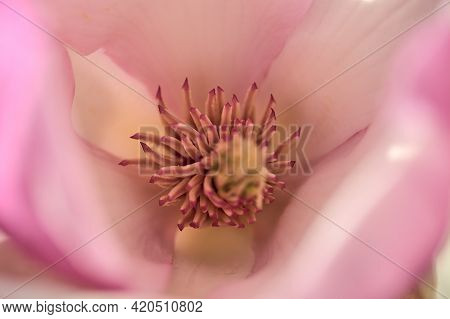 Beautiful Macro View Of Pink Chinese Saucer Magnolia (magnolia Soulangeana) Tree Blossoms Tepals And