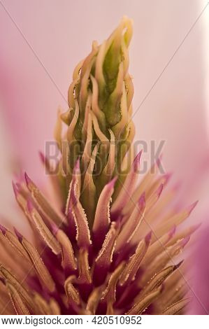 Beautiful Macro View Of Pink Chinese Saucer Magnolia (magnolia Soulangeana) Tree Blossoms Tepals And